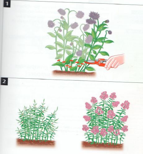 Taille plantes vivaces