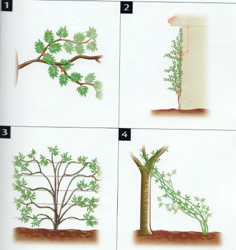 Taille plantes grimpantes