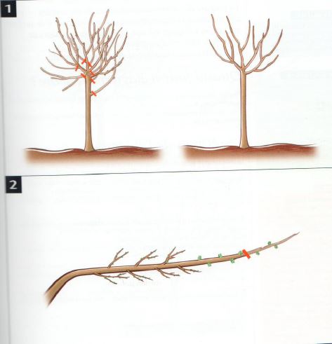 Taille arbre pour former fruitiers